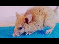 Sad Whatsapp Status Female Version Whatsapp Status Video O Pata Nahi Ji Konsa Nasha Karta Hai