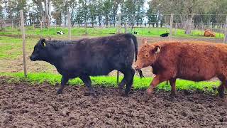 44 Novillos de 330 kg - Vittori Ercazti - Plaza Ganadera