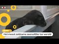 Zeldzame zeehond 'Evi' uitgezet in zee