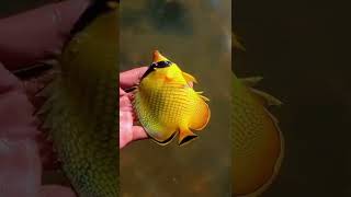 Download lagu Beautiful Yellow Ornamental Fish Release mp3 Download lagu Beautiful Yellow Ornamental Fish Release mp3