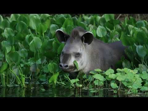 L/CAA -  Imagens do Pantanal  (Música de Helena Meirelles)