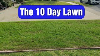 Grow A NEW LAWN From SCRATCH In 10 Days