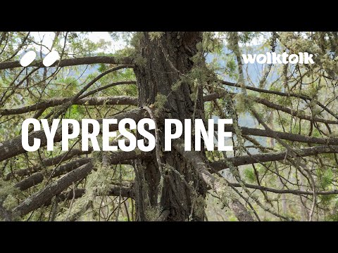 Less-known: Australian White Cypress Pine