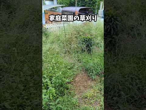 薬用植物: 自分だけの小さな薬用菜園を作り、日々の痛みを和らげるにはどのような品種がありますか?  庭園