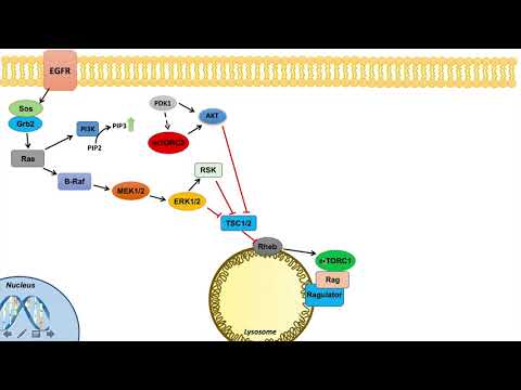 Ras Raf MEK ERK Signaling and the mTOR Pathway | Interactions and Regulation