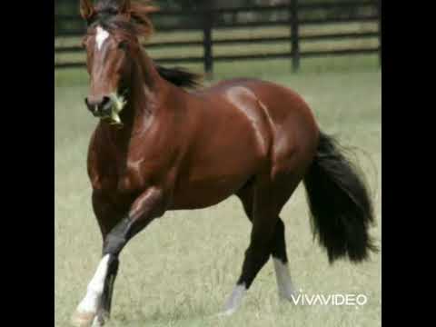 Te esquecer foi bem melhor. Patrões da pisadinha/VÍDEO PRA STATUS