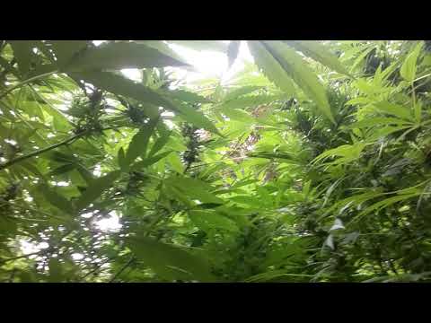 Outdoor grow 2020 Fire mob freeze and bangi haze