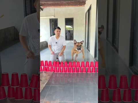 สุนัขกระโดด