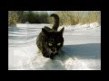 Высоцкий. "Грусть моя, тоска моя". 