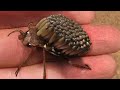 10 Weirdest Insects That Look Like They Re From Another Planet
