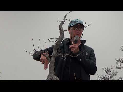 Glenn Jensen and John Jackson prune deciduous trees