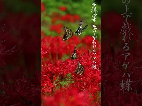 蝶についての好奇心