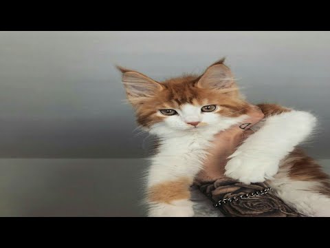 Make  baby cat happy