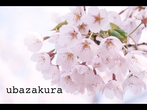 Ubazakura ~ the cherry tree of the milk nurse ~by Lafcadio Hearn story and music by Momo Sakura