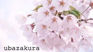 Ubazakura ~ the cherry tree of the milk nurse ~by Lafcadio Hearn story and music by Momo Sakura