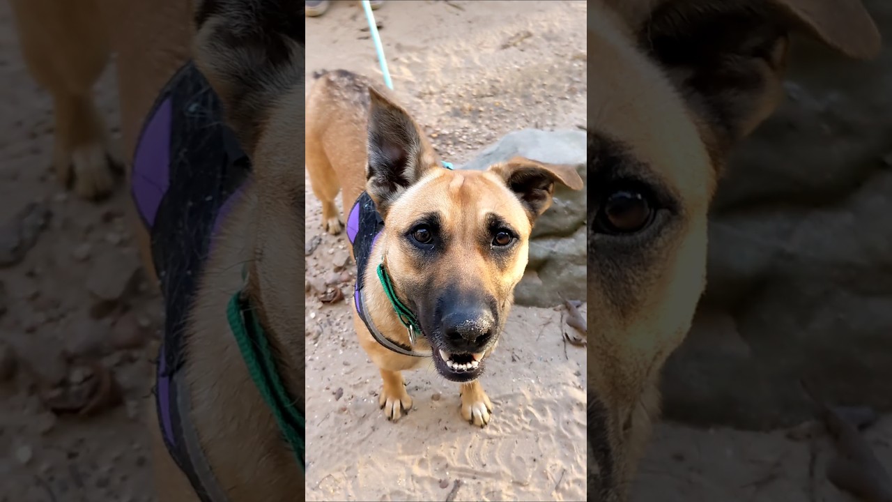 Enlarge Zilly, an adoptable mixed breed in South Portland, ME video 6/6