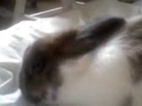 the petting of a bunny