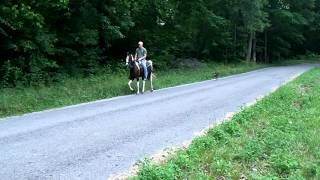 preview picture of video 'Ace Tennessee Walking Horse'