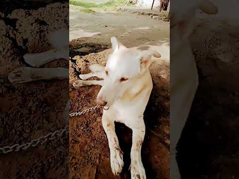 My dog #shorts #viral #youtubeshorts #dog #dogs #trending #desi #short #youtube #like #video #new
