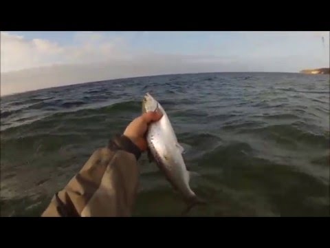 Mit Sbirolino & Fliege auf Meerforelle