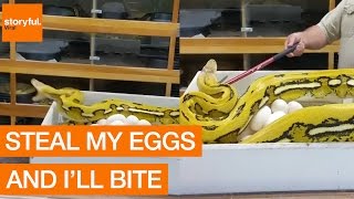 Snake Strikes Out as Man Attempts to Steal Eggs