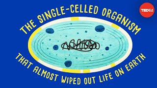 How a single-celled organism almost wiped out life