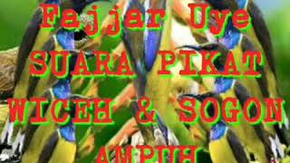 Download lagu SUARA PIKAT wiceh dan sogon ampuh bos mp3