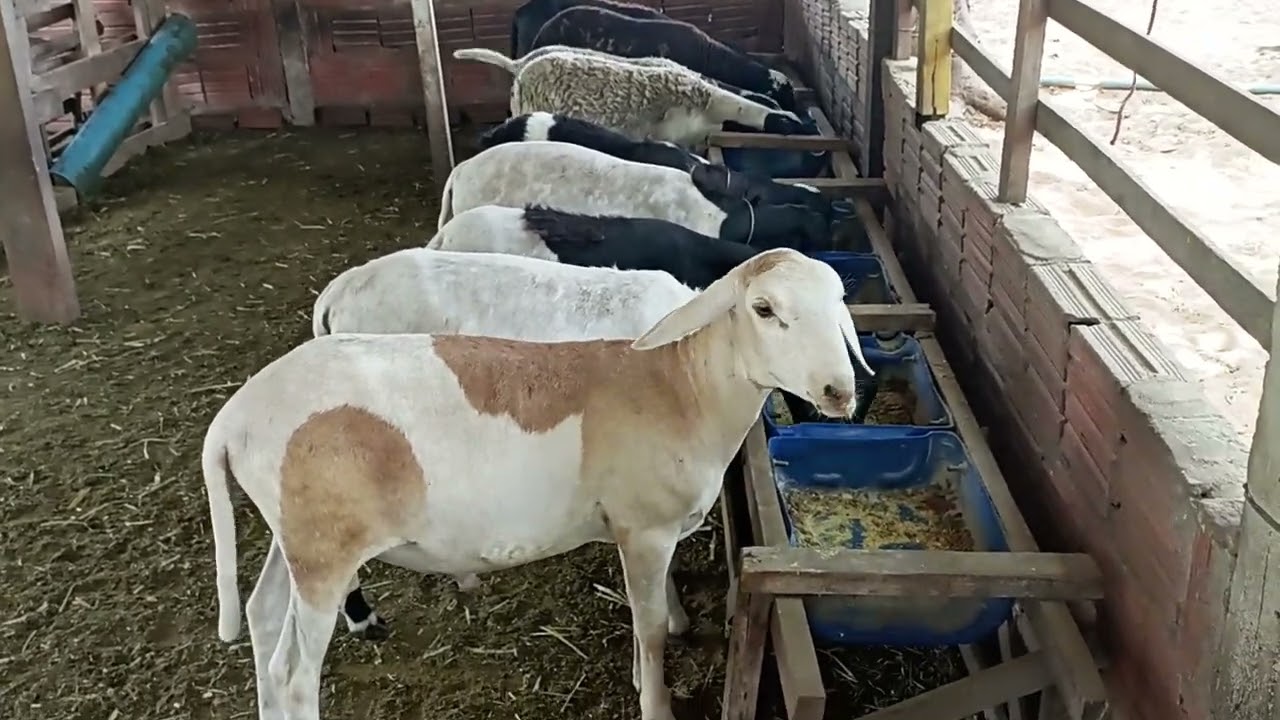 CORDEIROS NO SISTEMA DE SEMI CONFINAMENTO!