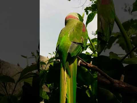 parrot natural voice 🦜🦜🦜 #parrotsounds #youtubeshorts #talkingparrot #greenparrot #birdsounds