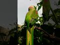 Parrot Natural Voice Parrotsounds Youtubeshorts Talkingparrot Greenparrot Birdsounds