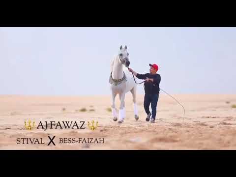 AJ Fawaz ( Stival X Bess-Faizah ) | Beautiful White Horse