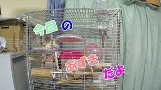 あずき(3F)ジャンガリアンハムスター