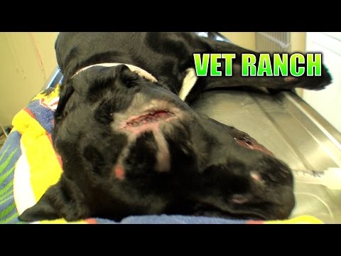 download lagu mp3 mp4 One Tough Animal, download lagu One Tough Animal gratis, unduh video klip One Tough Animal