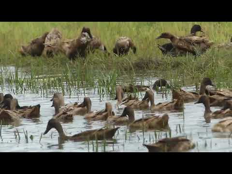 How to Raising Millions of Duck on Rice Field For Meat - Free range Duck Farming Technique