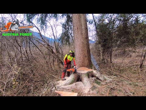Große Fichten werden gefällt