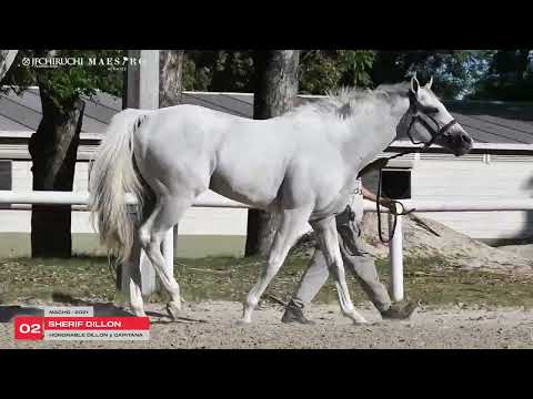 LOTE 02 -  SHERIF DILLON