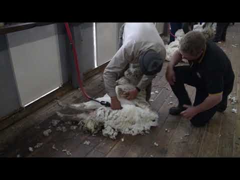 Tutorial de Esquila PROLANA