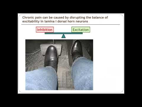 Development of Parallel Rodent & Human Models of Pathological Spinal Pain Processing – AnaBios