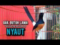 Murai Batu Gacor AMPUH Buat PANCINGAN Murai Batu Agar Bunyi JADIKAN Burung Murai Gacor EMOSI