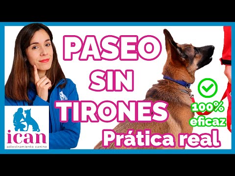 How to WALK YOUR DOG comfortably