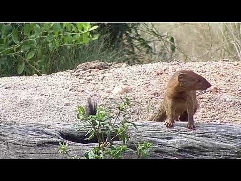 Djuma: Slender Mongoose and Grey Heron - 14:20 - 04/11/19