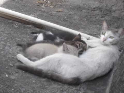 Mama Cat Milking the Kitties