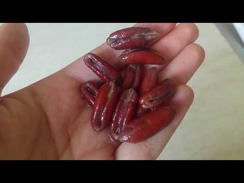 Kínai májbogár (klonorchiasis) - okai, tünetei és kezelése