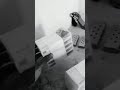 ZIGANA 9MM AND MONEY DROPTOP BY AP DHILLON FIRING STATUS PISTOL STATUS FIRING ON IMRAN KHAN
