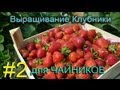 Как вырастить дома 1 тонну клубники на 1 сотке (строим теплицу) 