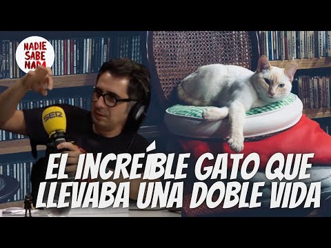 La increíble historia del gato que llevaba una doble vida en dos familias distintas