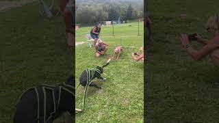 Tug of war! Amstaff vs pitbull!🤛 #psisporty#bullsporty#tugofwar#tow#staford#pitbull#