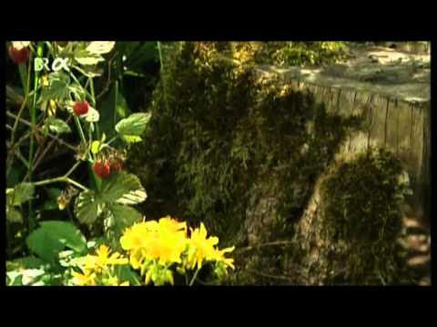 Lebensgemeinschaft Wald Funktionen des Waldes