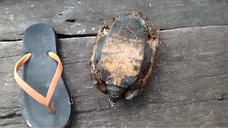 Download lagu ternyata begini suara kura-kura mp3