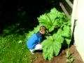 Joey Picking Rhubarb Jun 2009